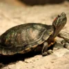 Red Eared Slider Turtle