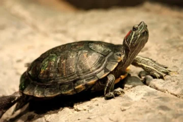 Red Eared Slider Turtle