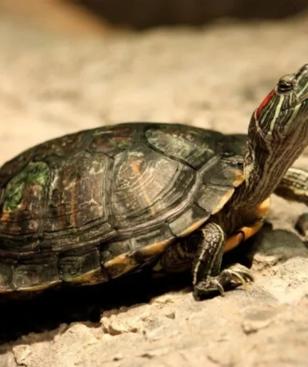 Red Eared Slider Turtle