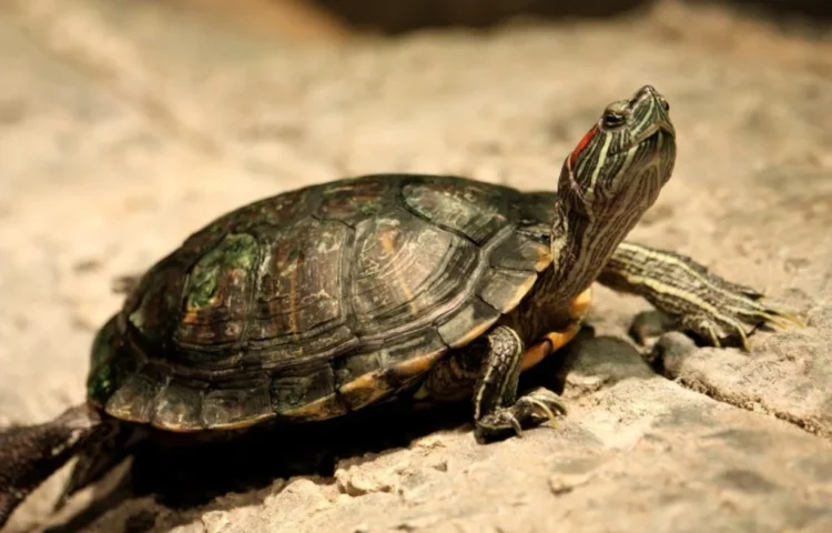 Red Eared Slider Turtle