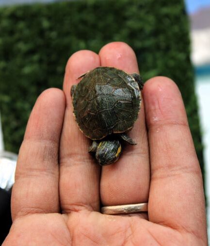 Red Eared Slider Baby Turtle