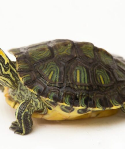 Yellow Belly Baby Turtle